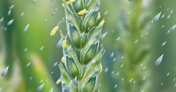 A close up of a wheat ear in the rain